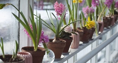 window garden image